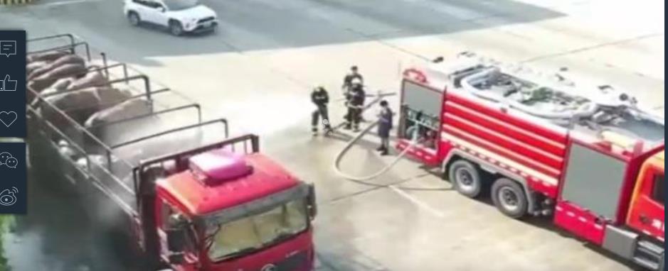 牛群热到中暑，货车司机求助消防员洒水降温