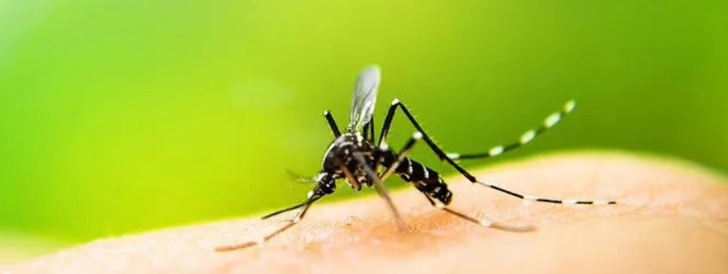 登革热进入疫情上升期！这些事赶紧做起来